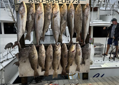 Grouper Fishing Gulf Of America 2