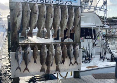 Gulf Of America Fishing 2
